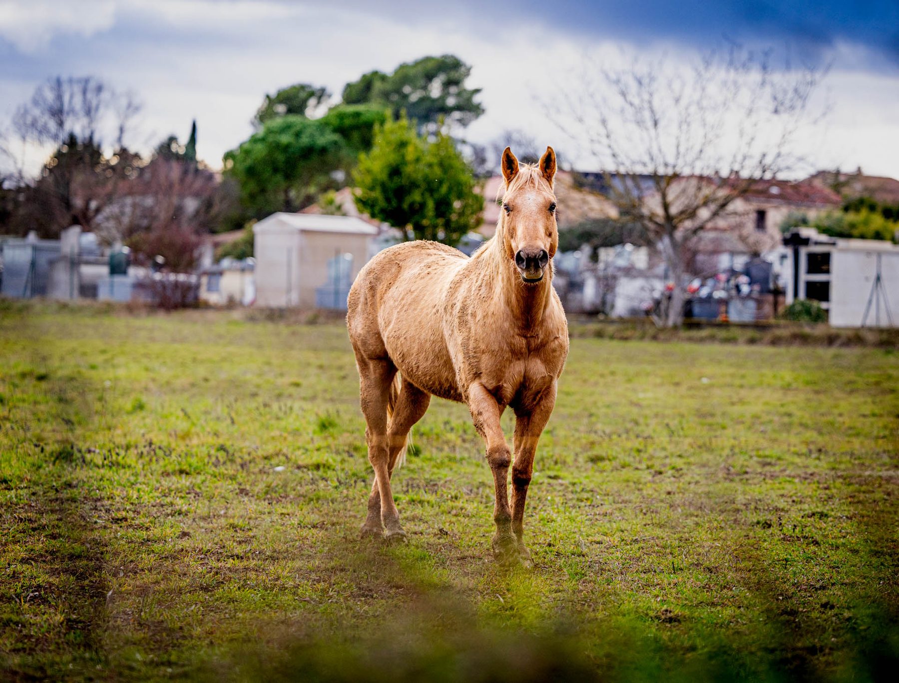 Cheval au pré
