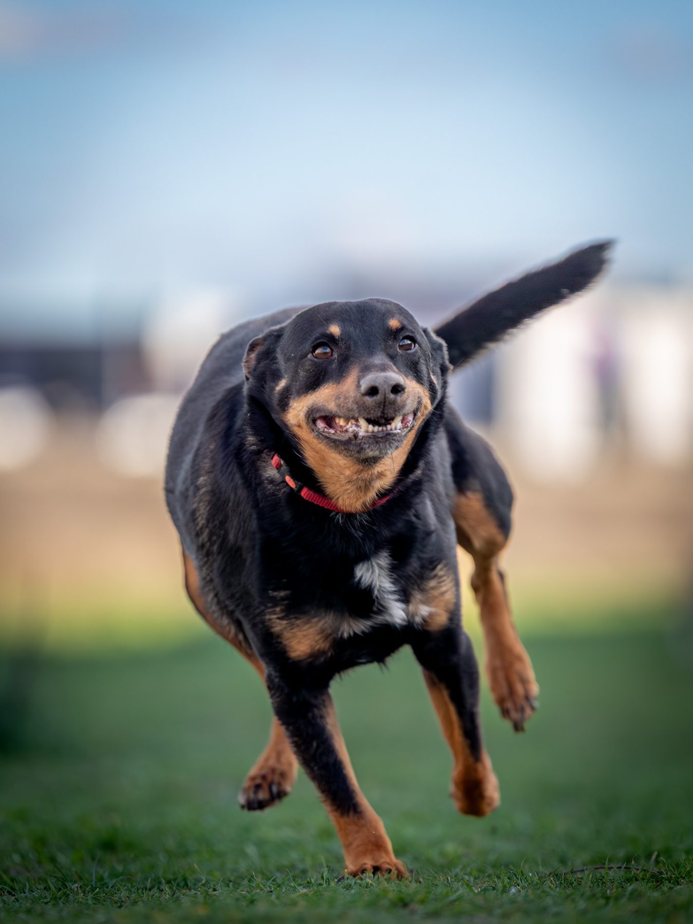 Chien en pleine course