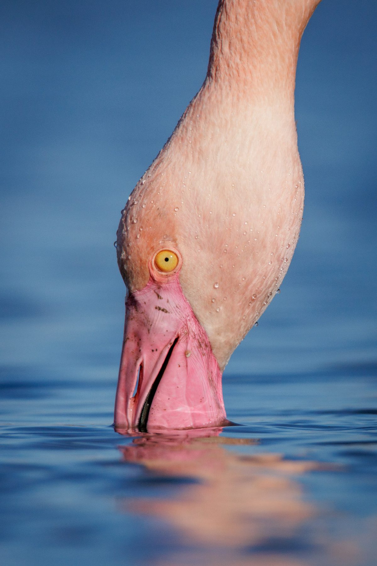 Flamant rose