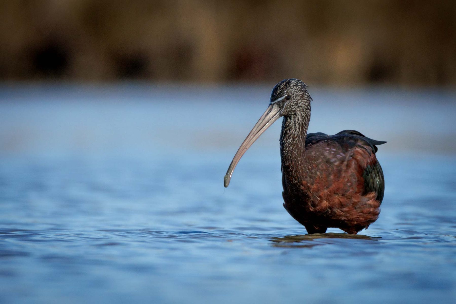 Ibis falcinelle