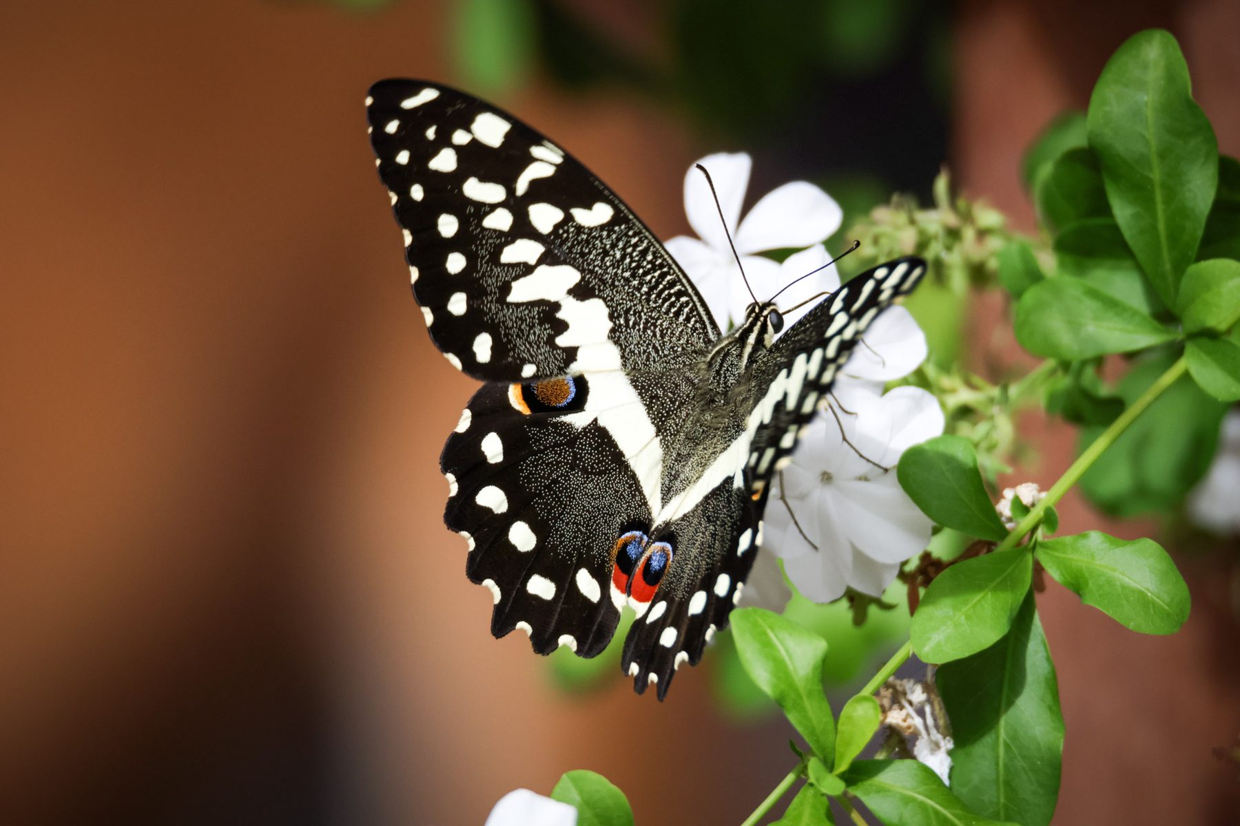 Papillon