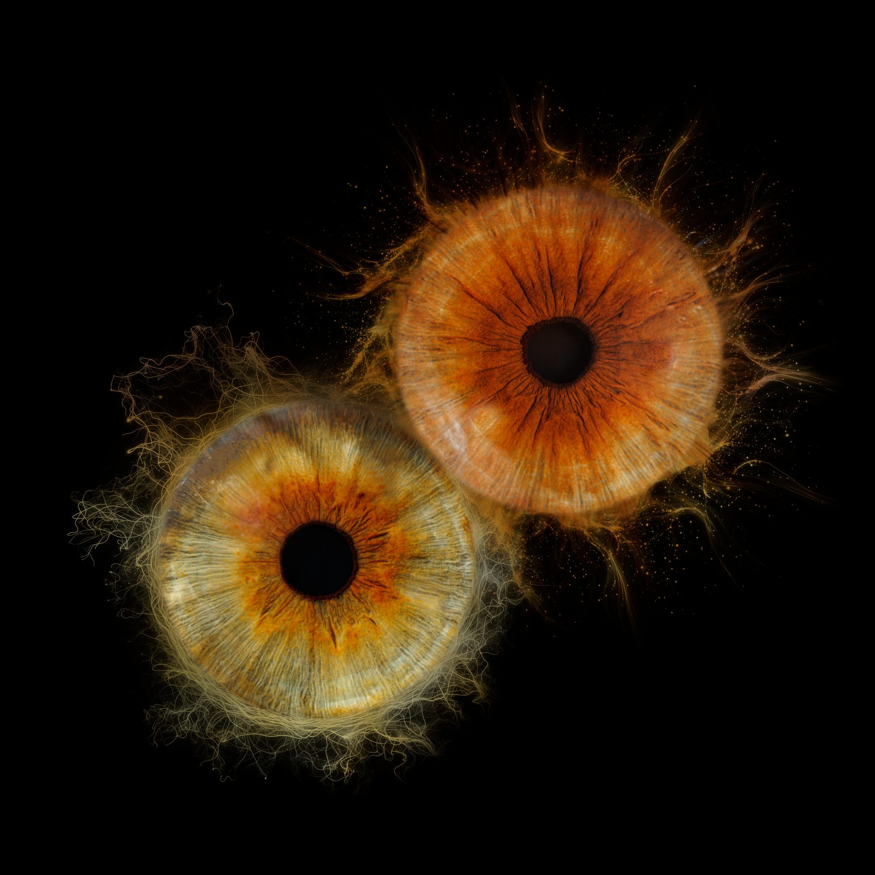 Deux iris sur fond noir