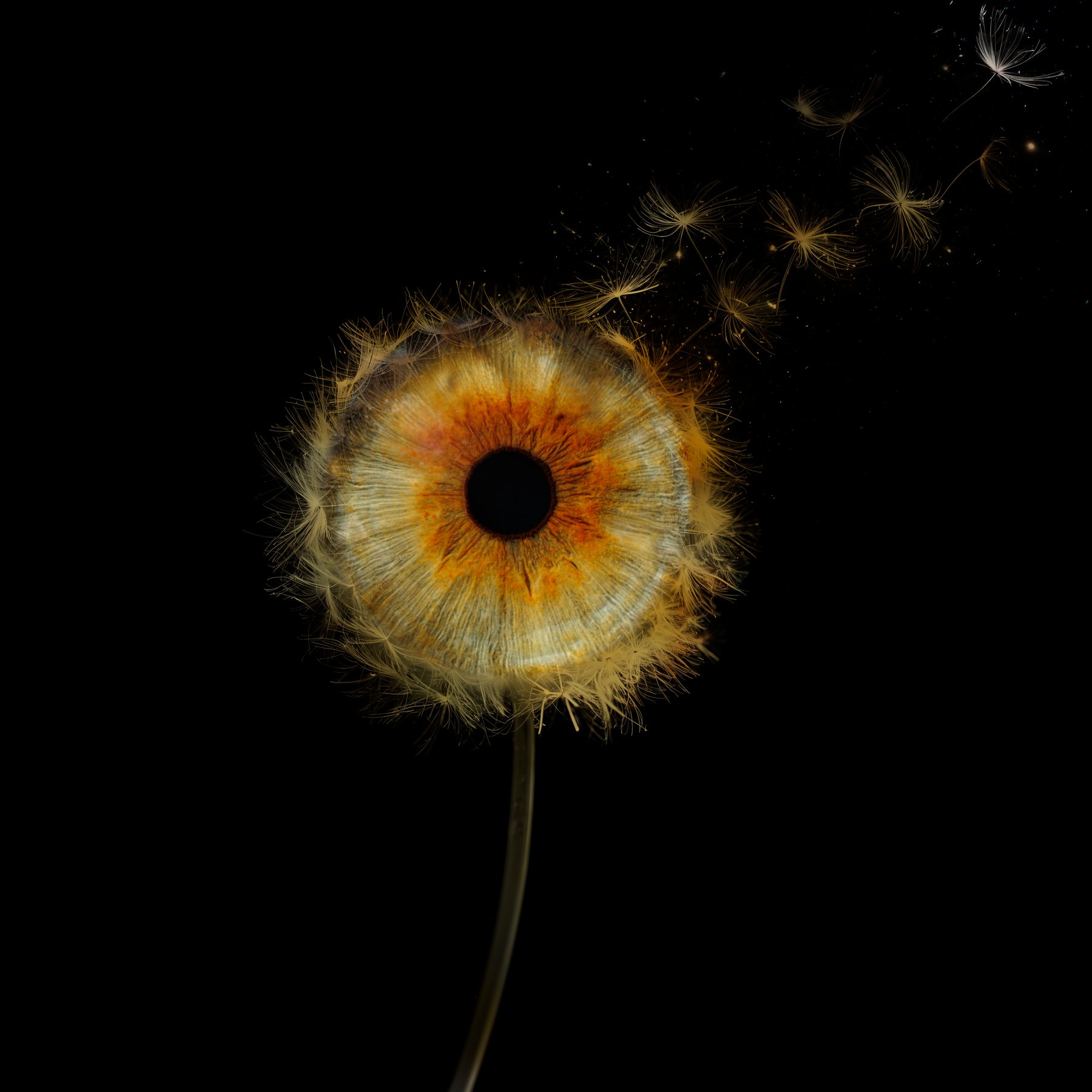 Iris, univers Pissenlit